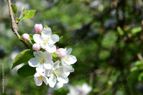 Obstbaum - Apfelbaum - Blüte