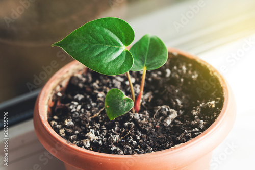 green plant on desk