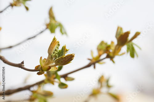 leaves and bourgeons on the tree in spring