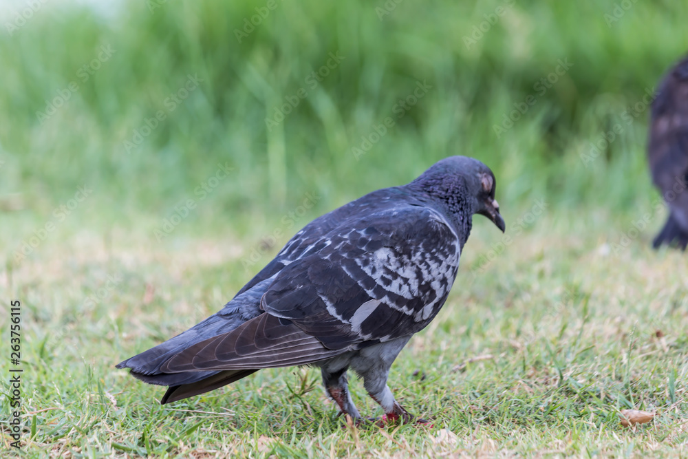 Fototapeta premium Pigeon birds in the park.