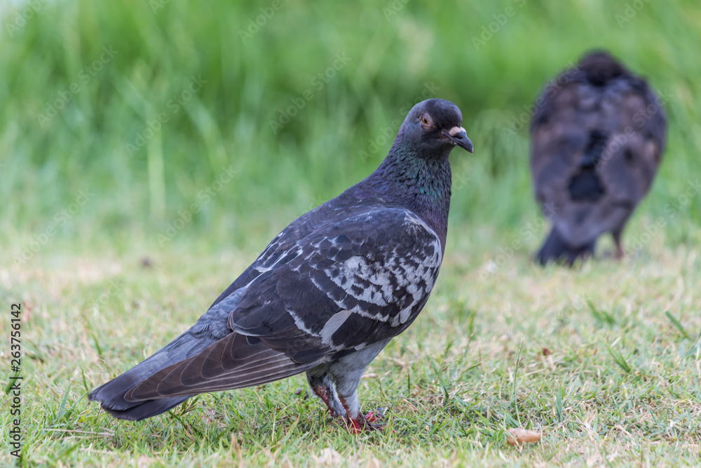 Pigeon birds in the park.
