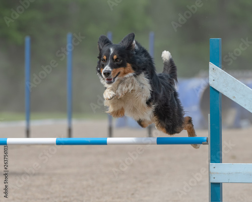 Australian shepherd jumps over an agility hurdle