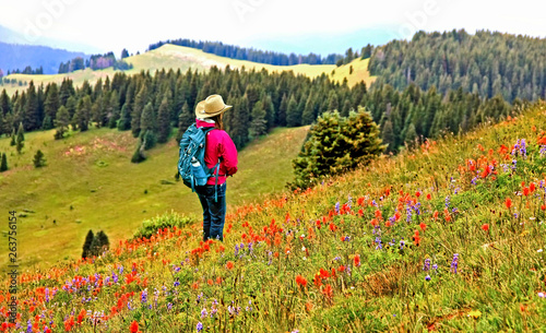 Hiker in a sea of wildflowers on Coloraod's Shrine Mountain