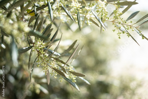 Olive blossoms