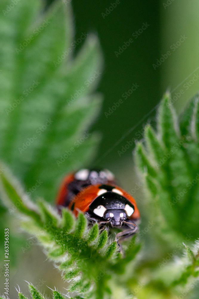 Pair of seven spot ladybirds (Coccinella septempunctata) mating on the leaf of a stinging nettle Pair of seven spot ladybirds (Coccinella septempunctata) mating on the leaf of a stinging nettle