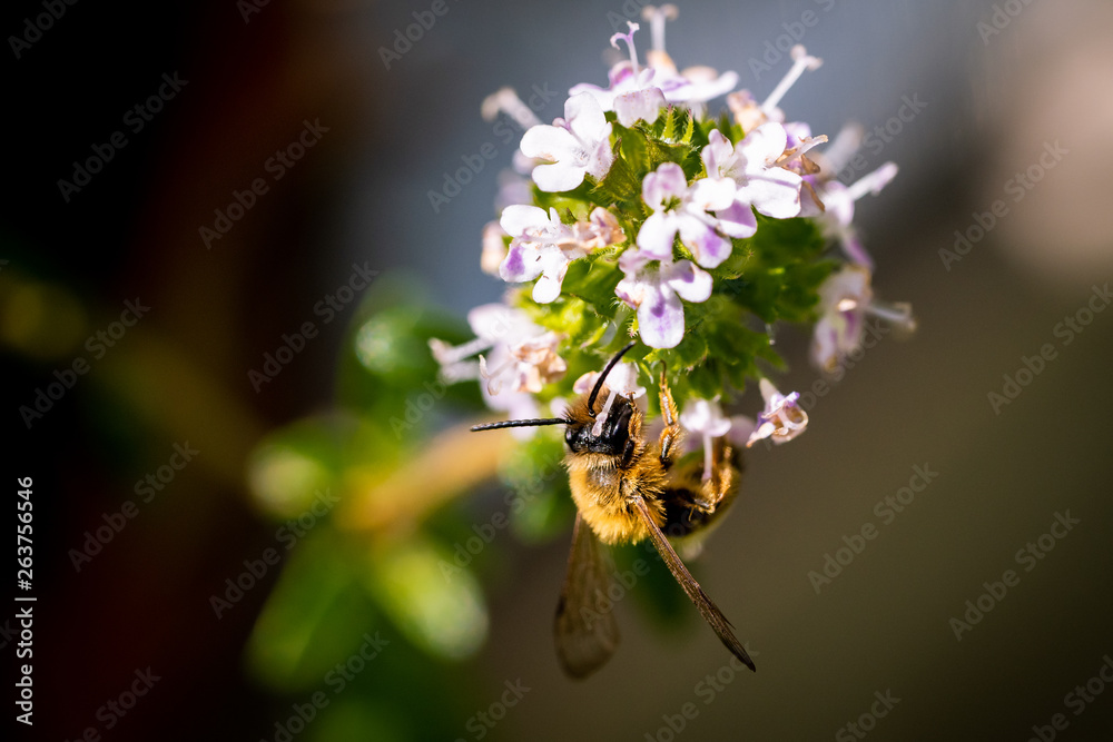 Nahaufnahme einer Honigbiene auf einer Blüte eines blühenden Bohnenkrauts Nahaufnahme einer Honigbiene auf einer Blüte eines blühenden Bohnenkrauts