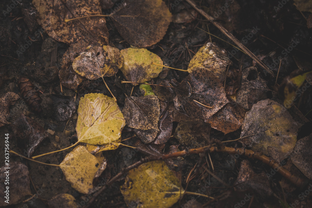Fall has fallen Fall has fallen