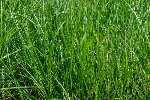 Fresh spring grass