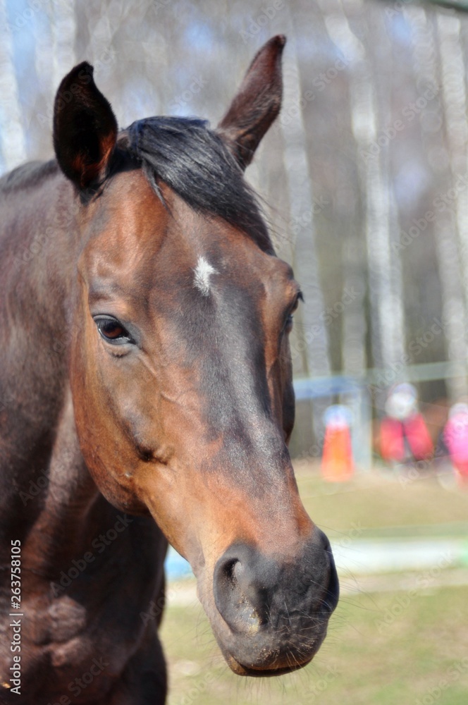 Portrait of a horse on a spring day