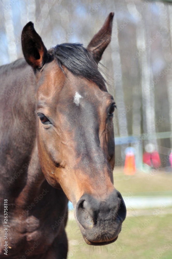 Bay horse in spring