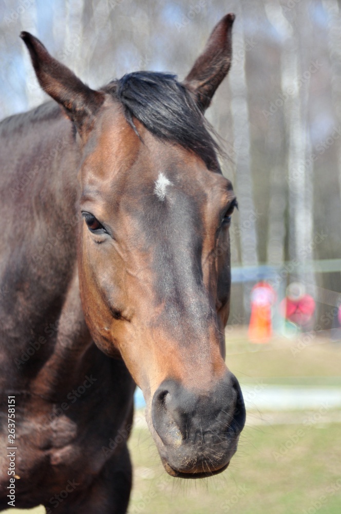Portrait of english thoroughbred  horse