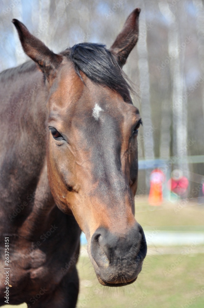 Portrait of english thoroughbred horse Portrait of english thoroughbred horse