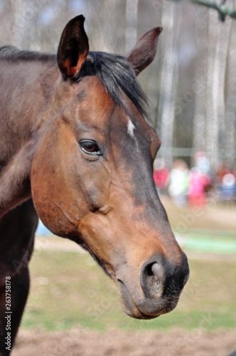 Portrait of a bay horse in spring