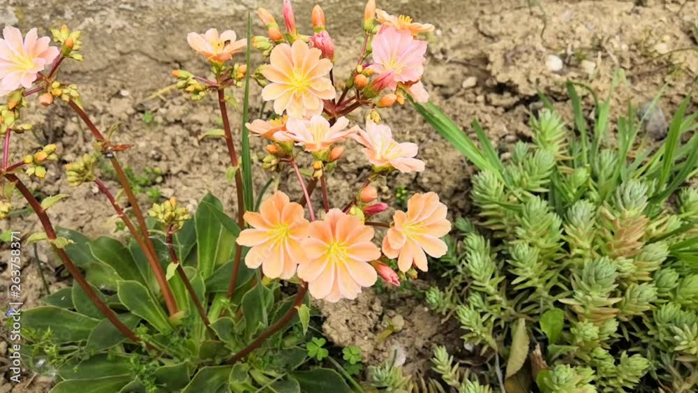 fleurs saumon fleurs saumon