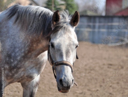 Gray mare on a sunny day