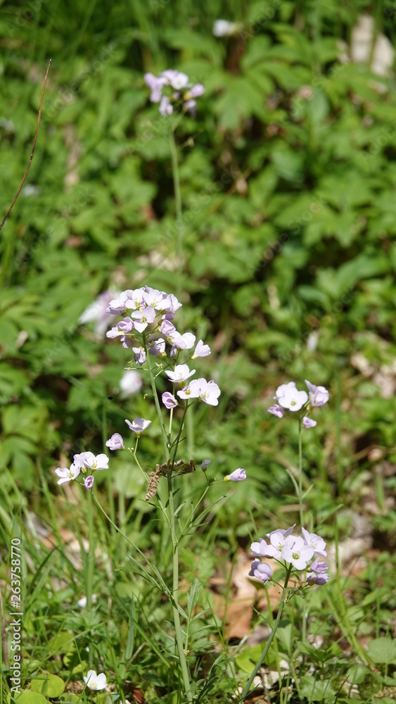 Wiesen-Schaumkraut