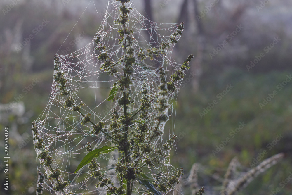 Golden web with shiny morning dew in a meadow in the autumn season. Cobweb on the branches of a dried plant. Close-up. Cold tone, frost. Bright dawn. Background, Texture.