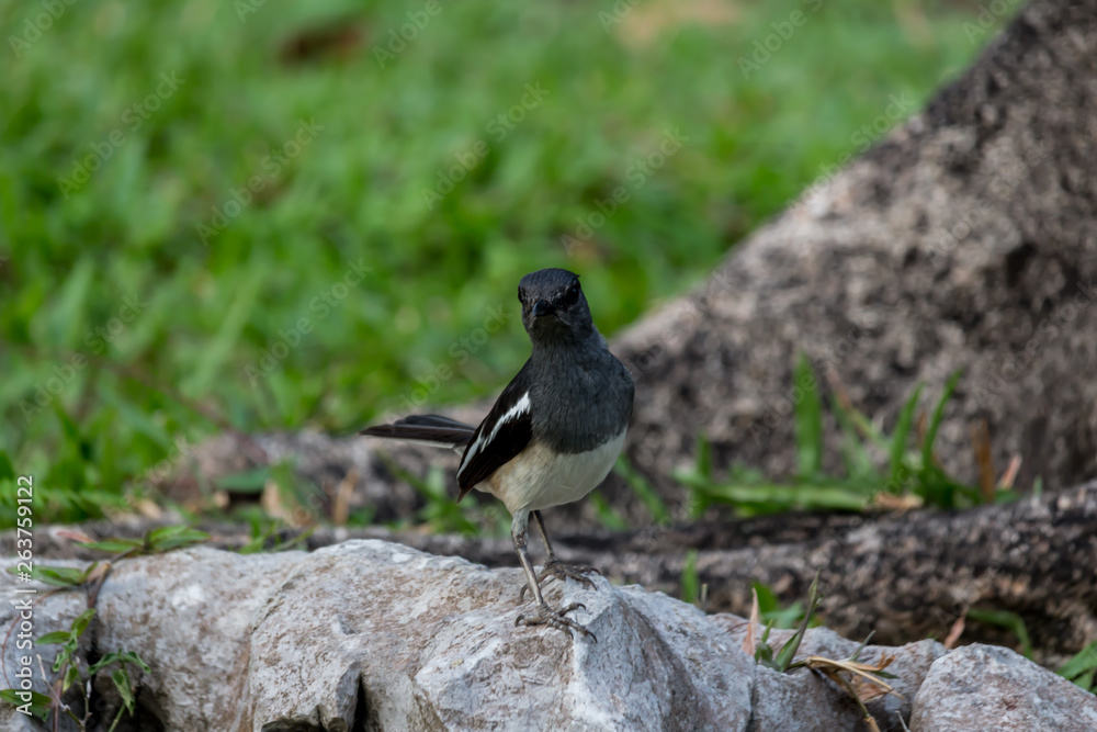 Obraz premium The small bird is in the garden.