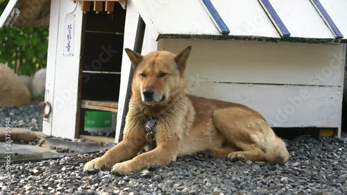 A dog is tethered to a tree at the side of his house in Chungcheongbuk-do Province, Korea. Although he wants to be free too, unfortunately most of livestocks are tied or restricted by owner.