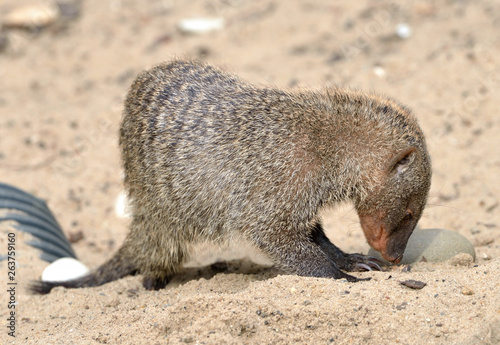 Banded mongoose (Mungos mungo) digs hole