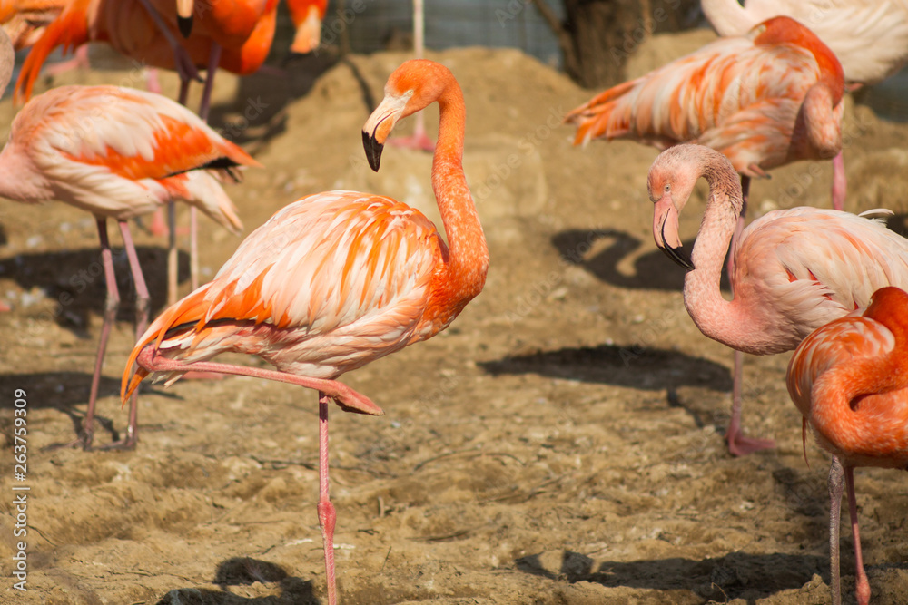 Orange flamingoes on the sand. Wildlife of tropical exotic birds Orange flamingoes on the sand. Wildlife of tropical exotic birds