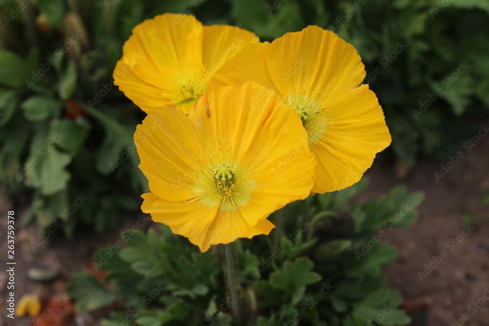 fleurs fleurs