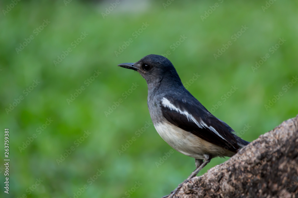 The small bird is in the garden. The small bird is in the garden.