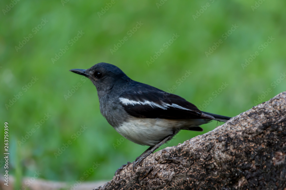 Fototapeta premium The small bird is in the garden.