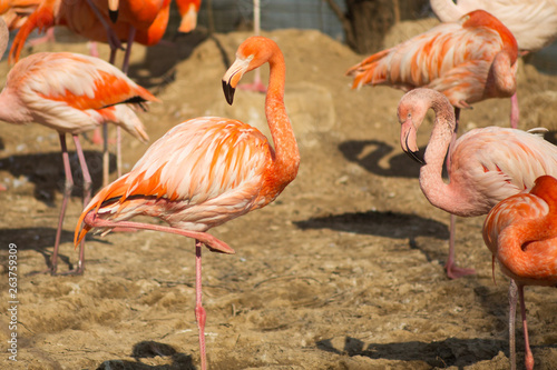 Orange flamingoes on the sand. Wildlife of tropical exotic birds