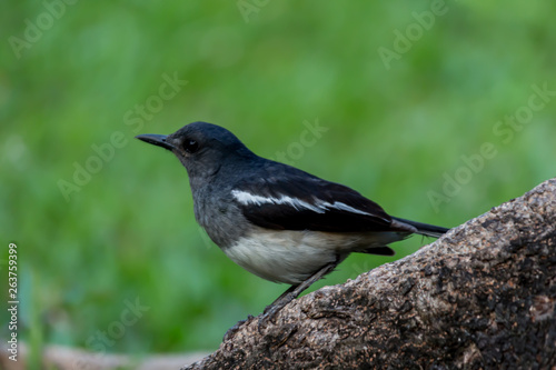 The small bird is in the garden.