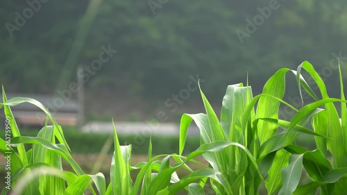 The leaves of cones grow under strong sunshine.