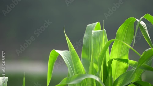 The leaves of cones grow under strong sunshine.
