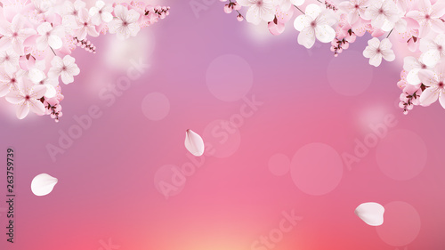 Blossoming light pink sakura flowers