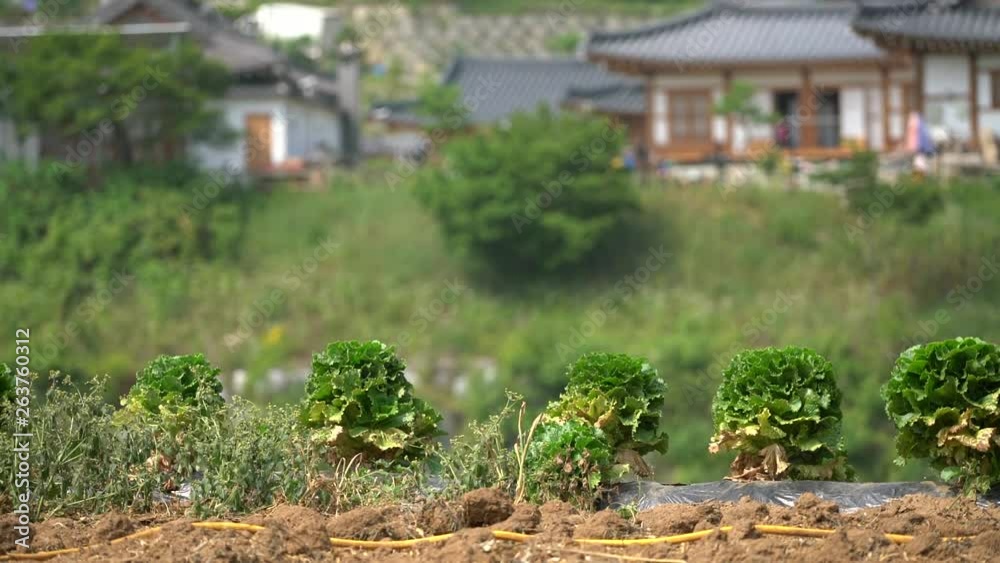 Lettuce leaves mature on the field in the countryside, Danyang-gun. Lettuce leaves mature on the field in the countryside, Danyang-gun.