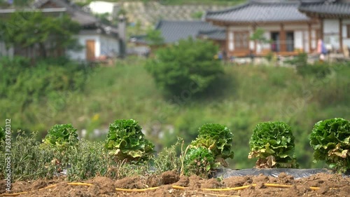 Lettuce leaves mature on the field in the countryside, Danyang-gun.