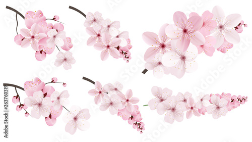 Dark and light pink sakura flowers.