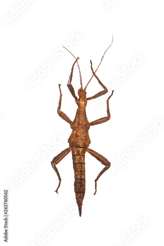Φωτογραφία Large yellow insect as a tree branch, isolate on white background, phasma gigas