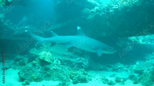 Wallpaper Mural Shot of Shark from Inside Coral Reef in Maui, HI Torontodigital.ca