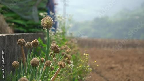 Spring onions grow in the field under the sunlight.
