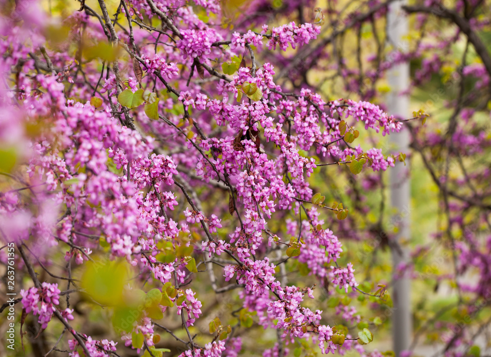 Blossoming of purple cercis siliquastrum at sunny day, nobody