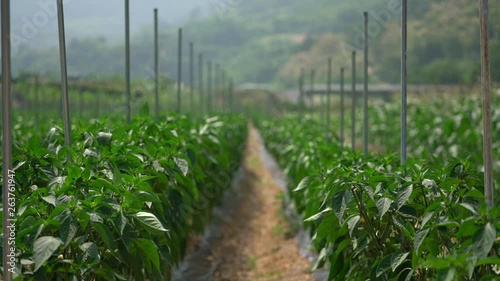 Perilla or sesame leaves mature on the field in the countryside, Danyang-gun. This rural scene is a peaceful and pastoral scenery.