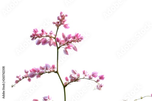 A bunch of sweet pink coral vine flower blossom in botanical garden on white isolated background  © Oradige59