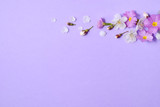 Flowers composition. Cherry Blossoms and flower on pastel purple background. Spring concept. Flat lay, top view, copy space