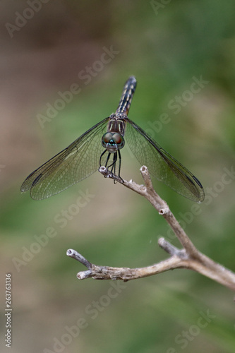Dragonfly © Lauri