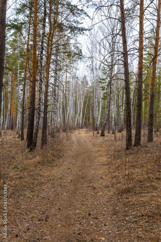 path in the pine forest in early spring path in the pine forest in early spring