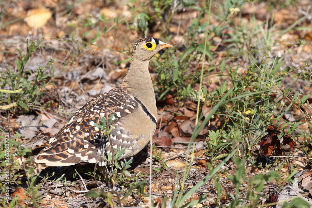 Nachtflughuhn / Double-banded sandgrouse / Pterocles bicinctus Nachtflughuhn / Double-banded sandgrouse / Pterocles bicinctus