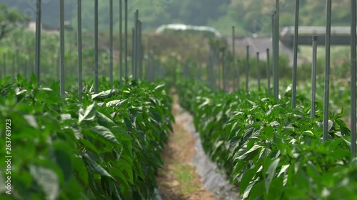 Perilla or sesame leaves mature on the field in the countryside, Danyang-gun. This rural scene is a peaceful and pastoral scenery.