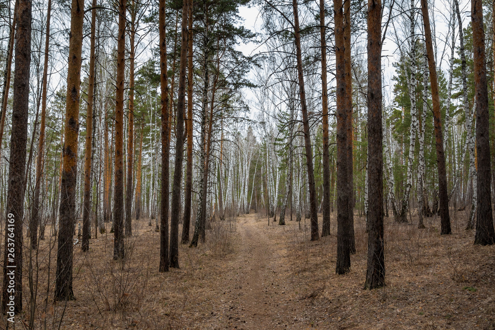 path in the pine forest in early spring path in the pine forest in early spring