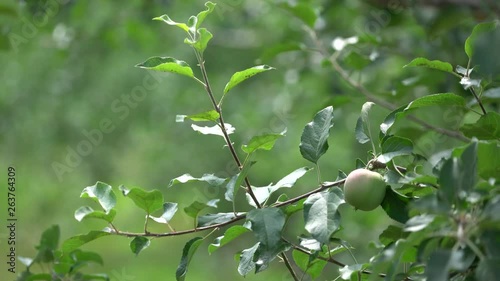 An apple orchards in Chungcheongbuk-do Province, Korea. Although they do not matured yet, farmers are waiting autumn season to sell their agricultural products.