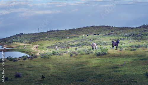 landscape with wild horses in the green spring field in the pasture of Extremadura